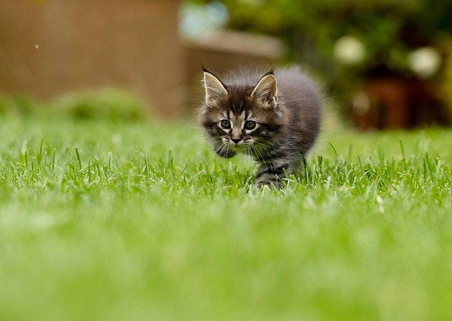 Süße Katze